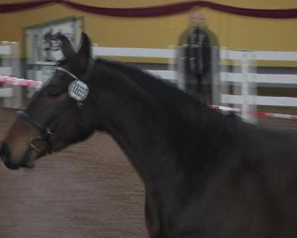 jumper Sam (Hanoverian, 2008, from Stolzenberg)