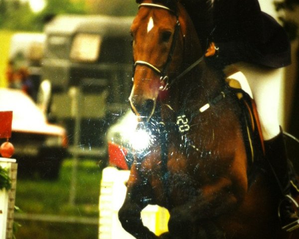 stallion Don Pascal (Hanoverian, 1987, from Don Jose)