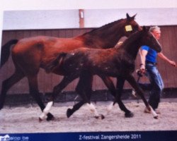 broodmare Chiara (Oldenburg, 2000, from Conterno Grande)