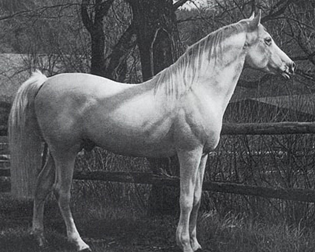 stallion Jasir 1925 EAO (Arabian purebred, 1925, from Mabrouk Manial 1912 RAS)
