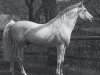 stallion Jasir 1925 EAO (Arabian thoroughbred, 1925, from Mabrouk Manial 1912 RAS)