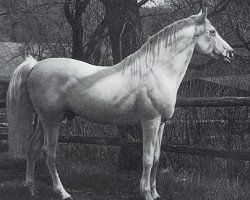 stallion Jasir 1925 EAO (Arabian thoroughbred, 1925, from Mabrouk Manial 1912 RAS)