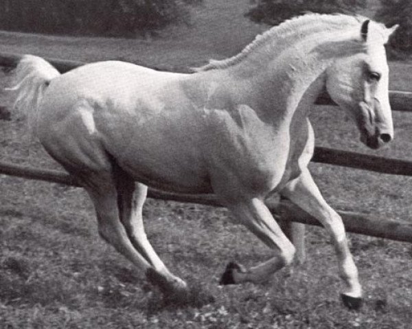 stallion Jason ox (Arabian thoroughbred, 1933, from Jasir 1925 EAO)