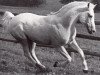 stallion Jason ox (Arabian thoroughbred, 1933, from Jasir 1925 EAO)
