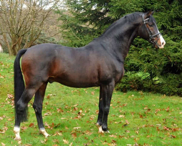 stallion Shavalou (Trakehner, 2001, from Freudenfest)