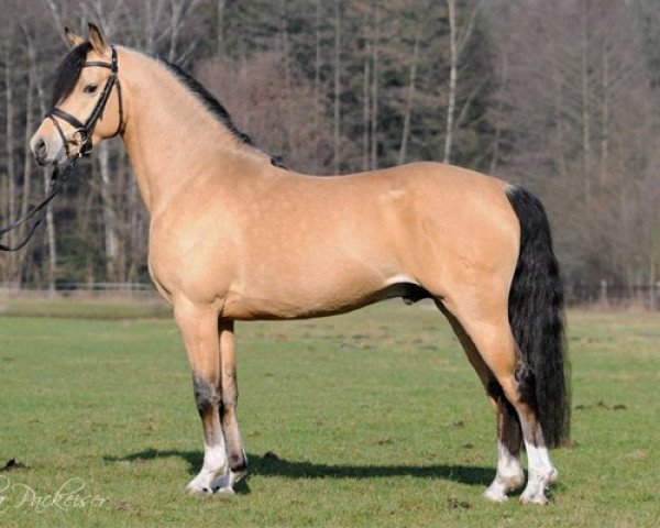 dressage horse HET Neverending Dream (German Riding Pony, 2008, from HET Golden Dream)