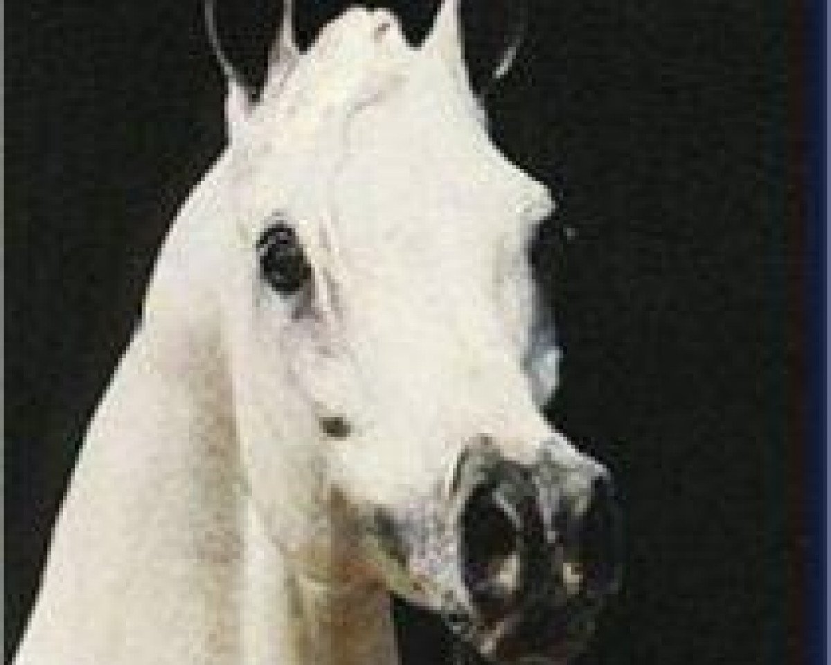 stallion Ibn Moniet El Nefous 1964 EAO (Arabian purebred, 1964, from Morafic 1956 EAO)