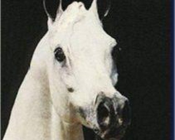 stallion Ibn Moniet El Nefous 1964 EAO (Arabian thoroughbred, 1964, from Morafic 1956 EAO)