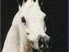 stallion Ibn Moniet El Nefous 1964 EAO (Arabian thoroughbred, 1964, from Morafic 1956 EAO)