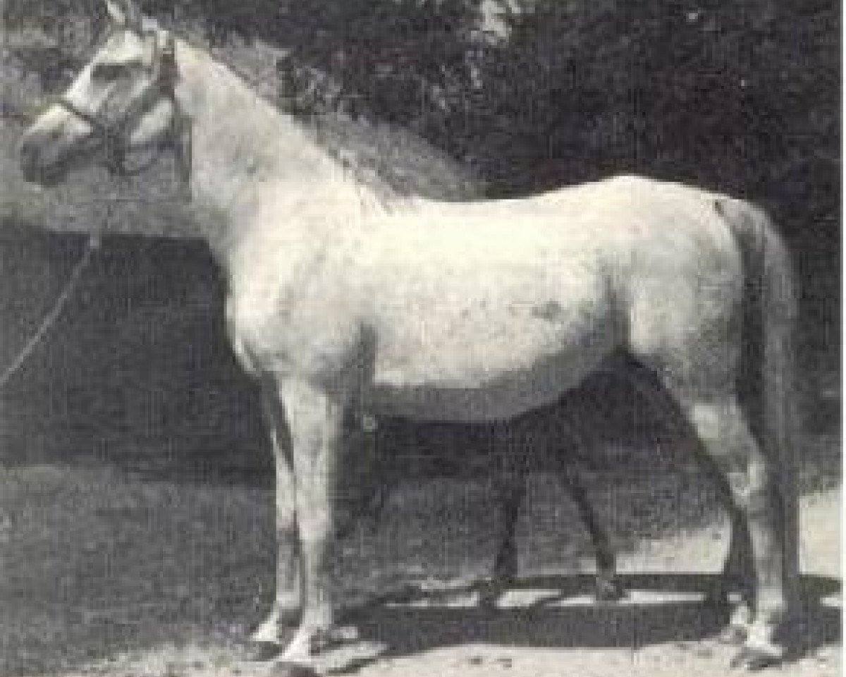 broodmare Fa Deene 1937 ox (Arabian purebred, 1937, from Fadl 1930 RAS)