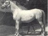 broodmare Fa Deene 1937 ox (Arabian thoroughbred, 1937, from Fadl 1930 RAS)