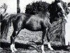 stallion Jamil 1896 RAS (Arabian thoroughbred, 1896, from Aziz 1877 RAS)