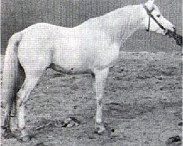Deckhengst Sahab 1903 RAS (Vollblutaraber, 1903, von Kawkab RAS)
