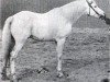 stallion Sahab 1903 RAS (Arabian thoroughbred, 1903, from Kawkab RAS)