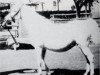 broodmare Serra I 1915 RAS (Arabian thoroughbred, 1915, from Sahab 1903 RAS)