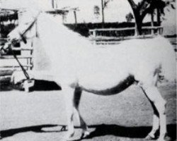 broodmare Serra I 1915 RAS (Arabian thoroughbred, 1915, from Sahab 1903 RAS)