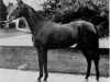 broodmare Bint Serra I RAS (Arabian thoroughbred, 1923, from Sotamm 1910 ox)
