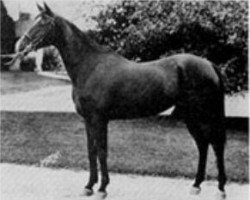 broodmare Bint Serra I RAS (Arabian thoroughbred, 1923, from Sotamm 1910 ox)