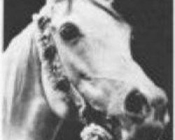 broodmare Mahroussa 1920 RAS (Arabian thoroughbred, 1920, from Mabrouk Manial 1912 RAS)