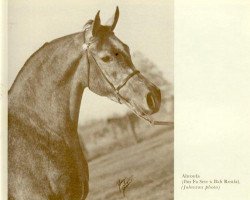 broodmare Ahroufa EAO (Arabian thoroughbred, 1969, from Ibn Fa Serr 1960 EAO)