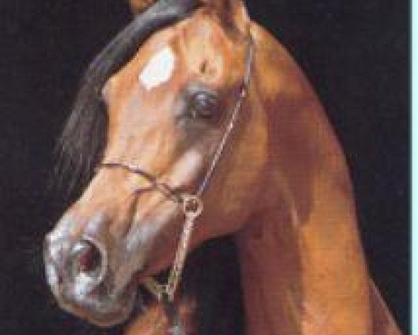stallion Mohafez 1976 EAO (Arabian thoroughbred, 1976, from Ibn Moniet El Nefous 1964 EAO)