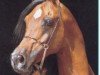 stallion Mohafez 1976 EAO (Arabian thoroughbred, 1976, from Ibn Moniet El Nefous 1964 EAO)
