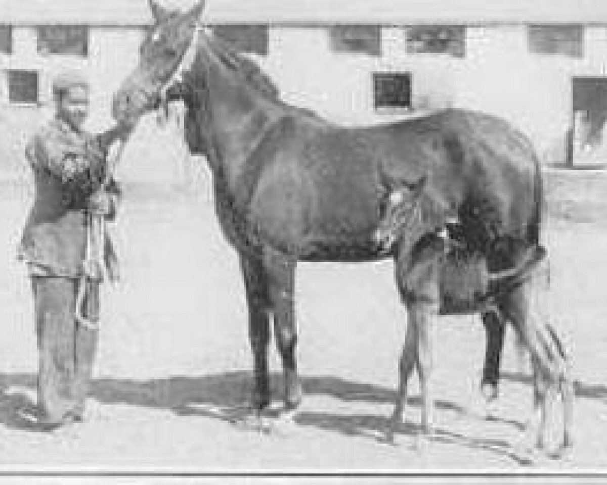 Zuchtstute Wanisa 1941 RAS (Vollblutaraber, 1941, von Sheikh el Arab 1933 RAS)