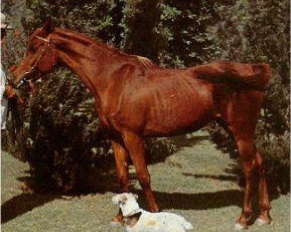broodmare Moniet el Nefous 1946 RAS (Arabian thoroughbred, 1946, from Shahloul 1931 RAS)
