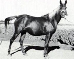 broodmare Mouna 1954 EAO (Arabian thoroughbred, 1954, from Sid Abouhom 1936 RAS)