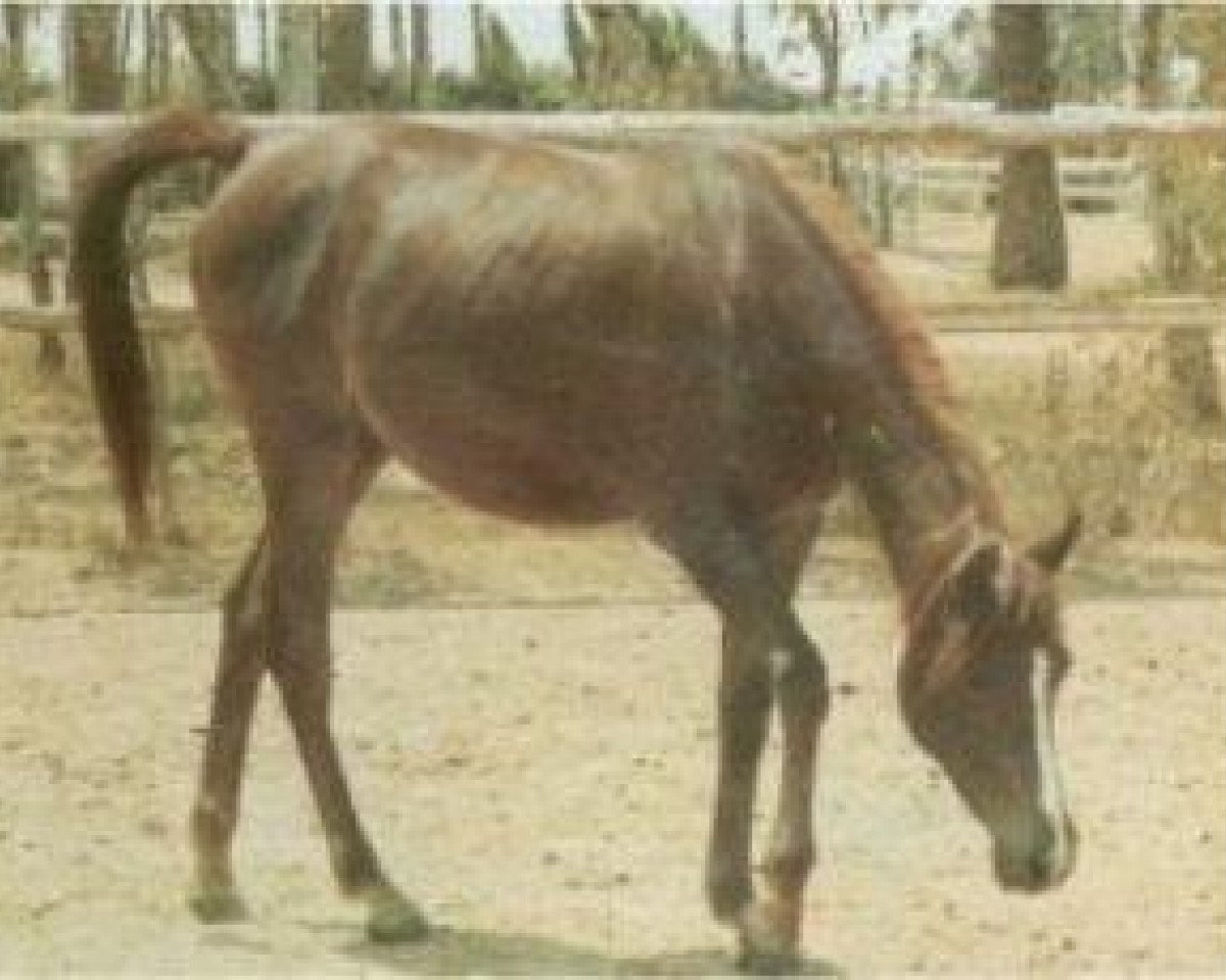 broodmare Mahiba 1966 EAO (Arabian purebred, 1966, from Alaa El Din 1956 EAO)