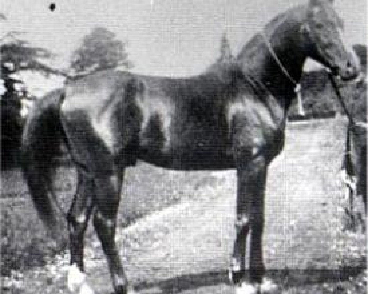 stallion Merzuk 1887 ox (Arabian purebred, 1887, from Wazir 1863 ox)