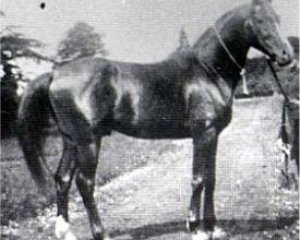 stallion Merzuk 1887 ox (Arabian thoroughbred, 1887, from Wazir 1863 ox)