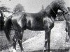 stallion Merzuk 1887 ox (Arabian thoroughbred, 1887, from Wazir 1863 ox)