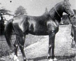 stallion Merzuk 1887 ox (Arabian thoroughbred, 1887, from Wazir 1863 ox)