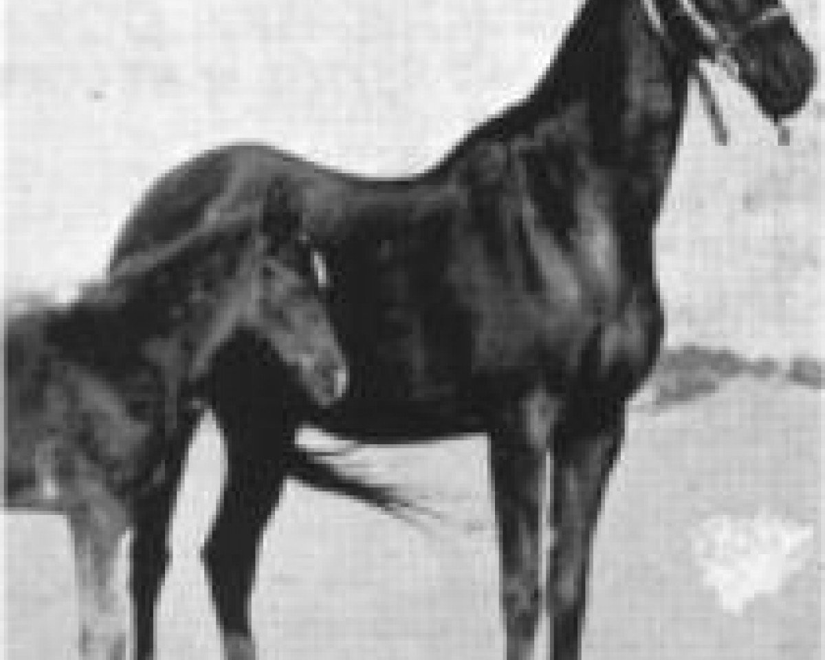 broodmare Bint Rustem 1922 RAS (Arabian purebred, 1922, from Rustem 1908 ox)