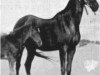 broodmare Bint Rustem 1922 RAS (Arabian thoroughbred, 1922, from Rustem 1908 ox)