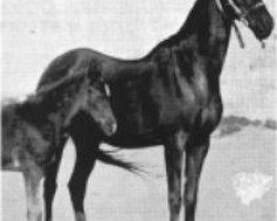 broodmare Bint Rustem 1922 RAS (Arabian thoroughbred, 1922, from Rustem 1908 ox)