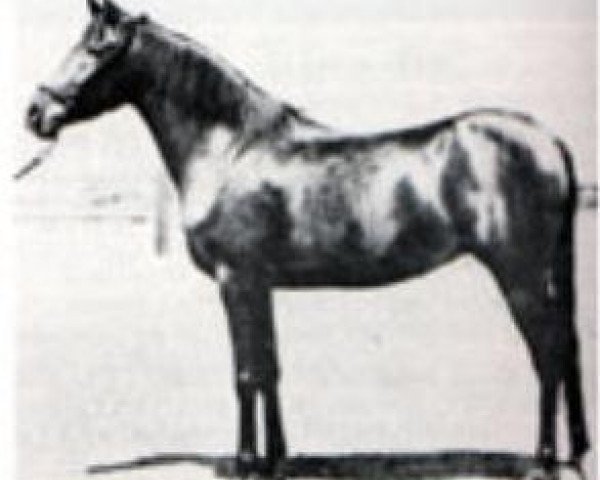broodmare Hind 1929 RAS (Arabian thoroughbred, 1929, from Ibn Rabdan 1917 RAS)