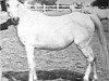 stallion Farasha EAO (Arabian thoroughbred, 1951, from Sid Abouhom 1936 RAS)