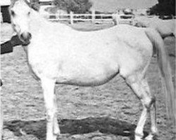 stallion Farasha EAO (Arabian thoroughbred, 1951, from Sid Abouhom 1936 RAS)