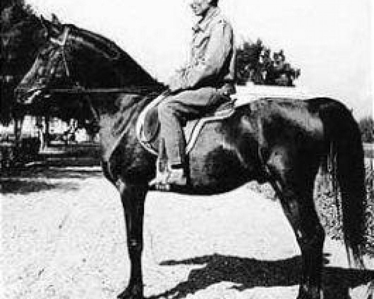 stallion El Sareei 1942 RAS (Arabian purebred, 1942, from Shahloul 1931 RAS)