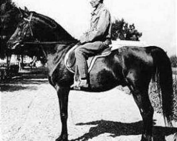 stallion El Sareei 1942 RAS (Arabian thoroughbred, 1942, from Shahloul 1931 RAS)