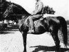 stallion El Sareei 1942 RAS (Arabian thoroughbred, 1942, from Shahloul 1931 RAS)