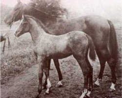 broodmare Dajania RAS (Arabian thoroughbred, 1876, from Kehilan Ajuz Dejani ox)