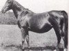 broodmare Narghileh 1895 ox (Arabian thoroughbred, 1895, from Mesaoud 1887 RAS)