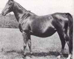 broodmare Narghileh 1895 ox (Arabian thoroughbred, 1895, from Mesaoud 1887 RAS)