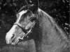 stallion Nasik 1908 ox (Arabian thoroughbred, 1908, from Rijm 1901 ox)