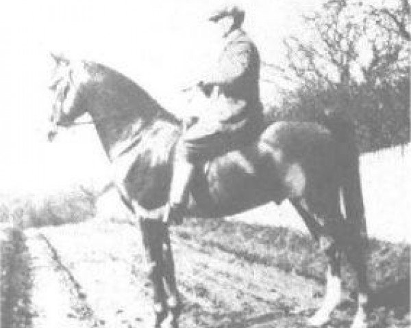stallion Rafeef ox (Arabian thoroughbred, 1917, from Nasik 1908 ox)