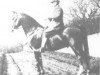 stallion Rafeef ox (Arabian thoroughbred, 1917, from Nasik 1908 ox)