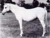 broodmare Sobha 1879 ox (Arabian thoroughbred, 1879, from Wazir 1863 ox)